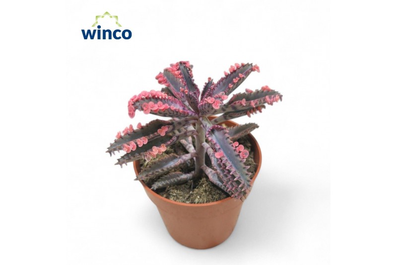 Kalanchoe daigremontiana pink butterfly 
