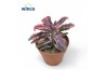 Kalanchoe daigremontiana pink butterfly