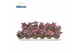 Kalanchoe daigremontiana pink butterfly 