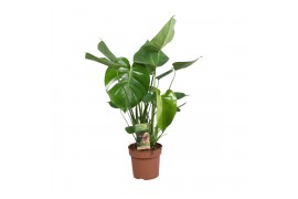 Monstera deliciosa