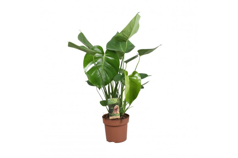 Monstera deliciosa 