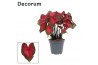 Caladium rood Decorum