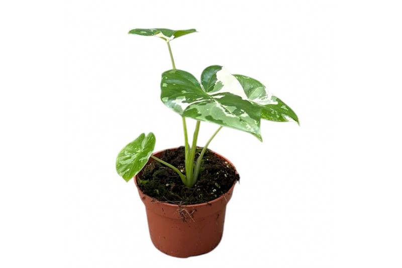 Alocasia Alocasia Macrorrhiza Variegata 1 pp 
