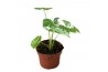 Alocasia Alocasia Macrorrhiza Variegata 1 pp