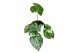 Alocasia Alocasia Macrorrhiza Variegata 1 pp 