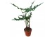 Alocasia Alocasia Portei Zebra 1 pp 