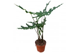 Alocasia Alocasia Portei Zebra 1 pp