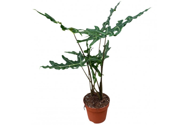Alocasia Alocasia Portei Zebra 1 pp 