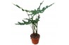 Alocasia Alocasia Portei Zebra 1 pp
