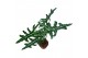 Alocasia Alocasia Portei Zebra 1 pp 