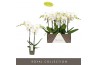 Phalaenopsis wit Maistro Verdi - 2 tak, 18+ bloem - 50cm
