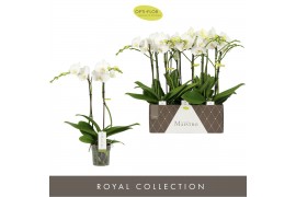 Phalaenopsis wit Maistro Mozart - 2 tak, 18+ bloem - 60cm