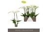 Phalaenopsis wit Maistro Mozart - 2 tak, 18+ bloem - 60cm