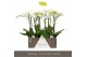 Phalaenopsis wit Maistro Mozart - 2 tak, 18+ bloem - 60cm 