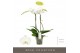 Phalaenopsis wit Maistro Mozart - 2 tak, 18+ bloem - 60cm 