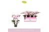 Phalaenopsis multiflora roze MyMonro - Make-up - 3 tak
