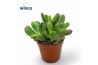 Crassula convoluta