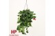Aeschynanthus mona lisa hp 