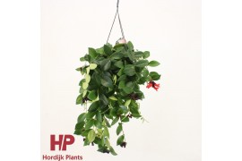 Aeschynanthus mona lisa hp