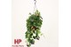 Aeschynanthus mona lisa hp 