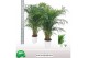 Dypsis lutescens Dypsis lutescens 20 pp 