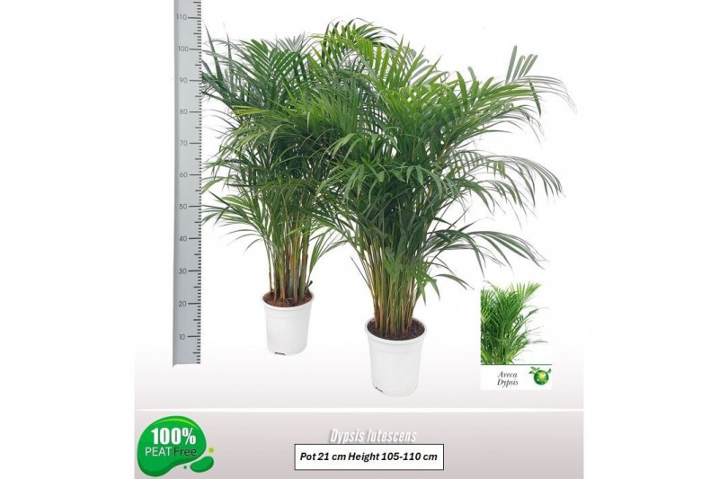 Dypsis lutescens Dypsis lutescens 20 pp 