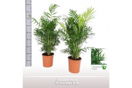 Chamaedorea elegans