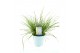 Pennisetum alopecuroides little bunny 
