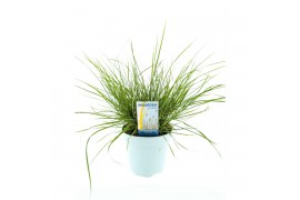 Pennisetum alopecuroides little bunny
