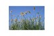 Pennisetum alopecuroides little bunny 