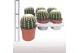 Echinocactus grusonii forma interme Echinocactus Brevispina 