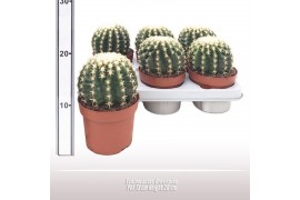 Echinocactus grusonii forma interme Echinocactus Brevispina