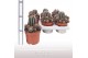 Cactus Echinonsis cv Haku-jo Maru 