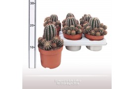 Cactus Echinonsis cv Haku-jo Maru