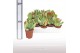 Kalanchoe Kalanchoe oricula 1 pp 