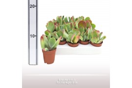 Kalanchoe Kalanchoe oricula 1 pp