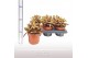 Kalanchoe tomentosa Kalanchoe tom. Chocolate 2 pp 