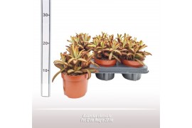 Kalanchoe tomentosa Kalanchoe tom. Chocolate 2 pp