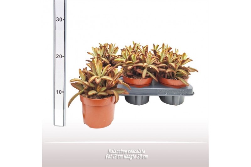 Kalanchoe tomentosa Kalanchoe tom. Chocolate 2 pp Kalanchoe tomentosa Kalanchoe tom. Chocolate 2 pp