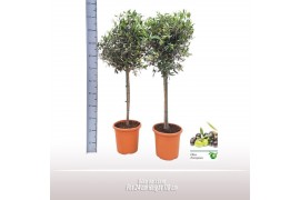 Olea europaea Olea op stam
