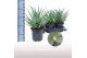Aloe arborescens 