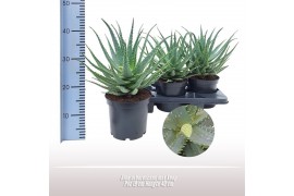 Aloe arborescens