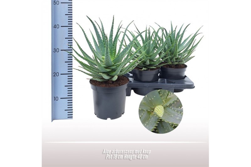 Aloe arborescens 