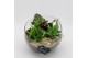 Arrangementen kamerplanten GRCR-2540 Green Essentials 3 pp 