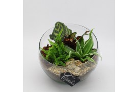 Arrangementen kamerplanten GRCR-2540 Green Essentials 3 pp