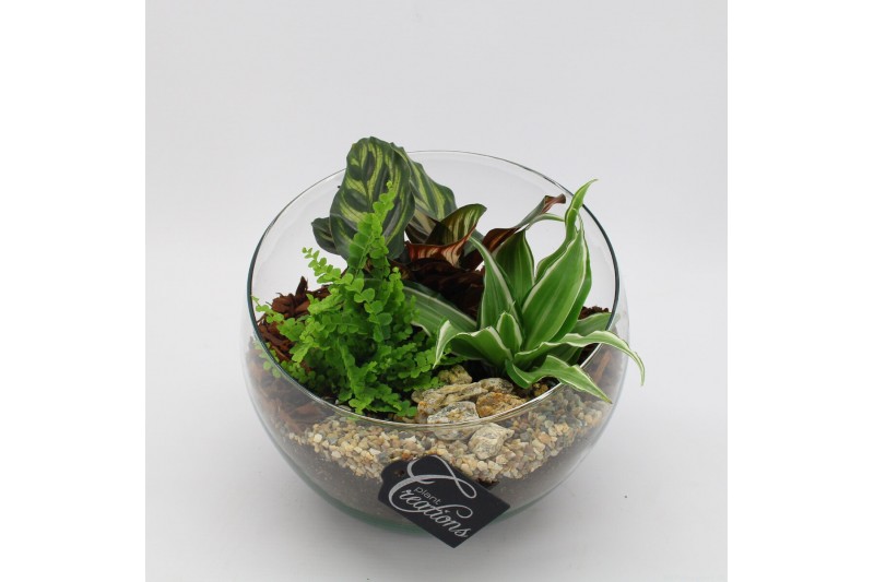 Arrangementen kamerplanten GRCR-2540 Green Essentials 3 pp Arrangementen kamerplanten GRCR-2540 Green Essentials 3 pp