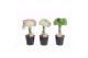 Euphorbia lactea cristata 