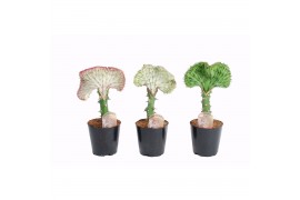 Euphorbia lactea cristata