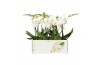 Phalaenopsis wit Big 50 2 spike 18 bl. 2 tak/plnt