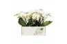 Phalaenopsis wit Big 50 3 spike 25 bl. 3 tak/plnt
